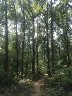 Jharkhand
Forests
Bibhutibhusan