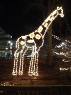 Turtle Back Zoo
New Jersey
NJ
USA
America Christmas
Jesus