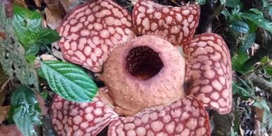 Rafflesia Flower
World's largest Flower
Visit Malaysia 2020