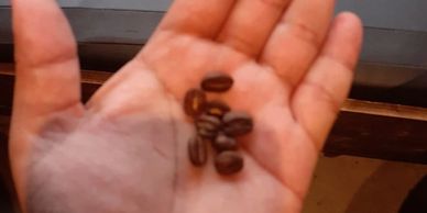 Coffee Beans
Java Beans
Java Programming language
Java Island
Indonesia
Coffee culture