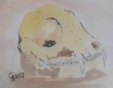 Skull watercolour painting by Toofan Majumder
Art artist Animal skull desert skull Sahara
Fennec Fox