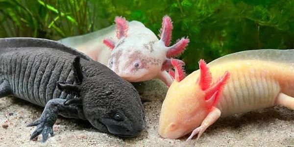 Three axolotls of different colors resting on sandy substrate with green plants in the background.