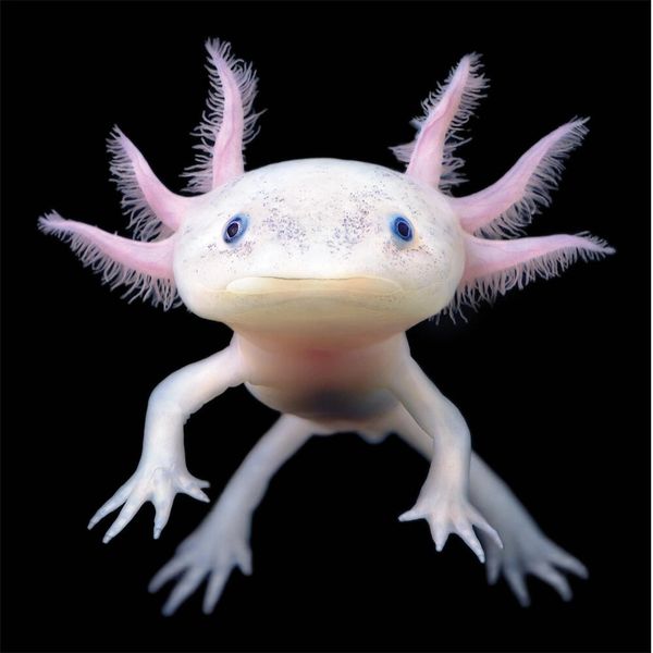 Close-up of an axolotl showing its external gills and limbs against a black background.