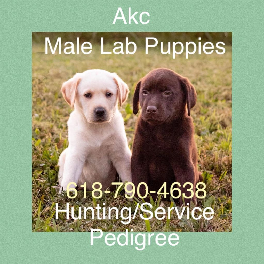 Champagne & chocolate Labrador puppies