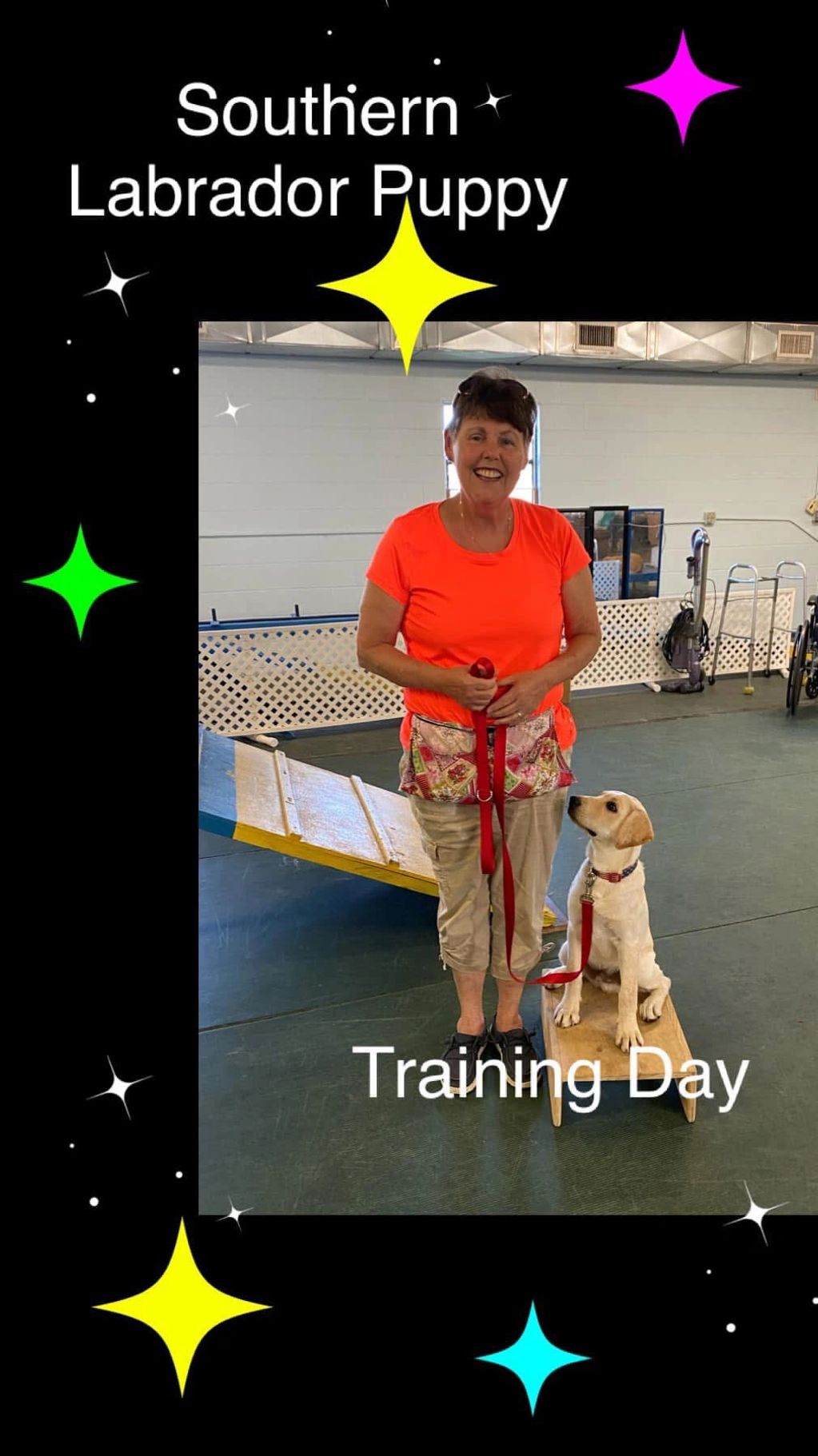 #yellow Labrador in training