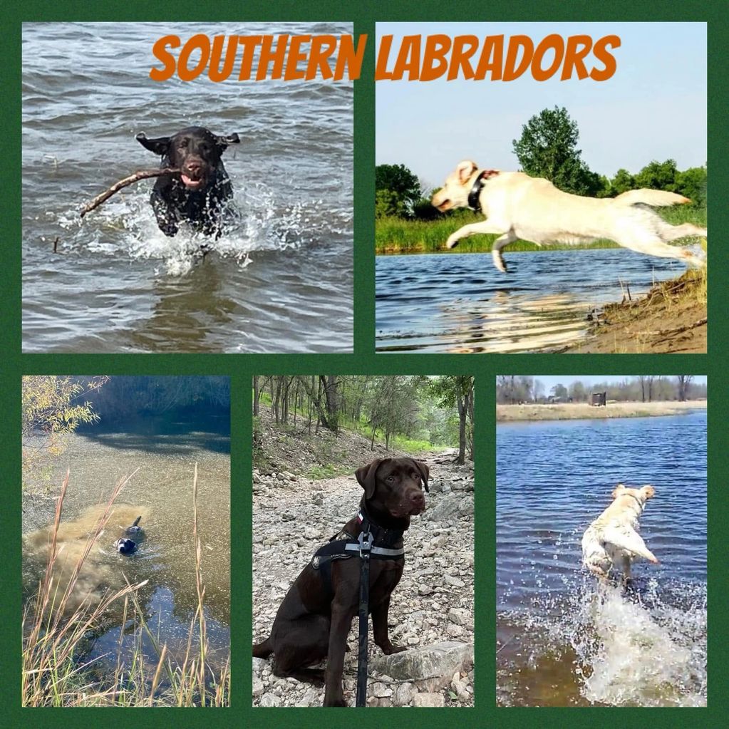 #pics of our Labrador retrievers hunting