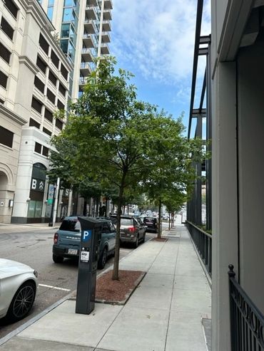 Seedling trees line the streets along Buckhead Ave on the streets of Buckhead