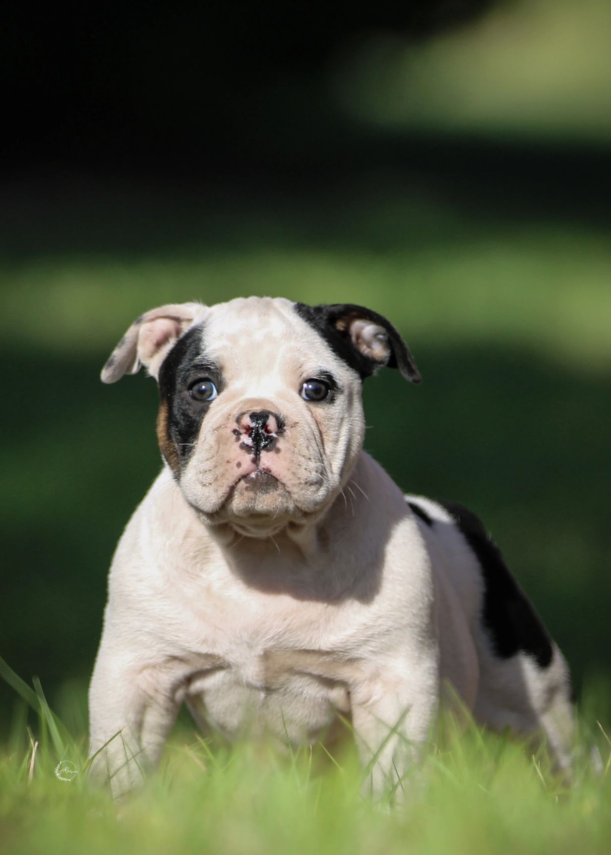 Close-up of a cute black and white bulldog puppy outdoors.