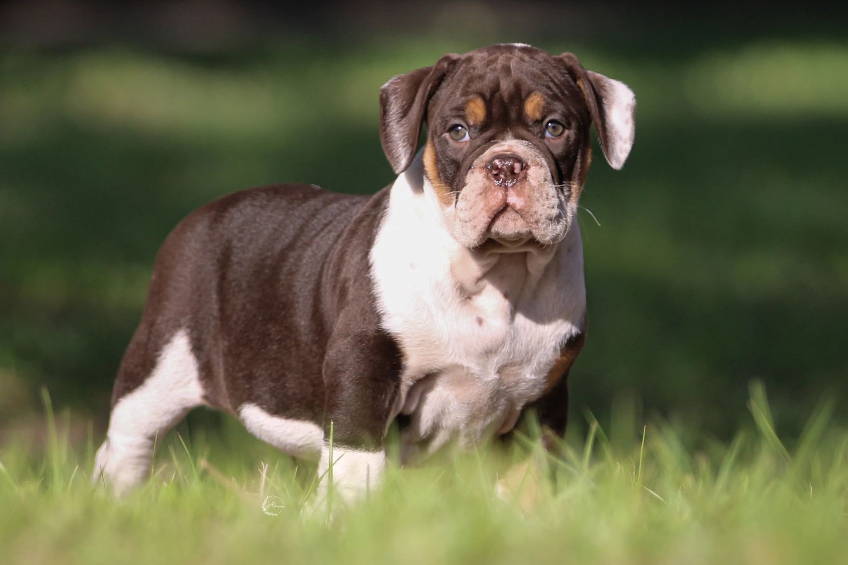 A cute brown and white puppy standing on grass.