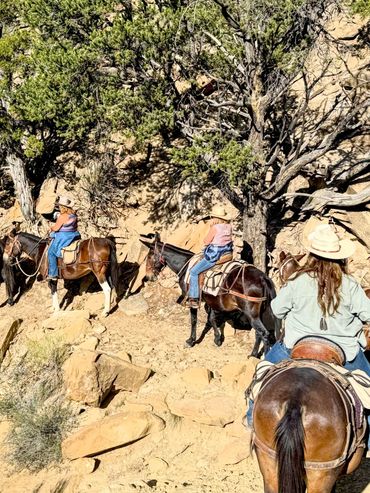 Riding mules along a mountainside during a guided trail ride.