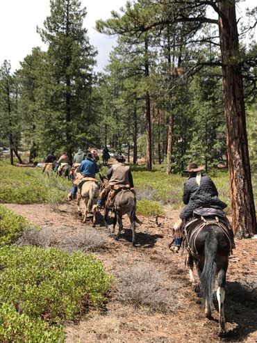 Riding mules through Dixie National Forest, Utah during a guided trail ride.