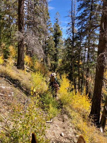 Riders making their way to Powell Point via Dixie National Forest, Utah during a guided trail ride.