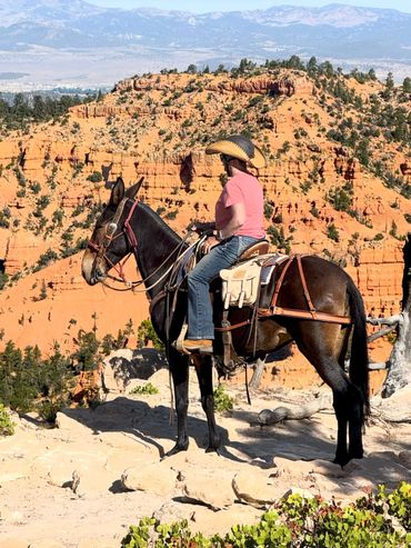 Sitting on a mule on Thunder Mountain during a guided trail ride.
