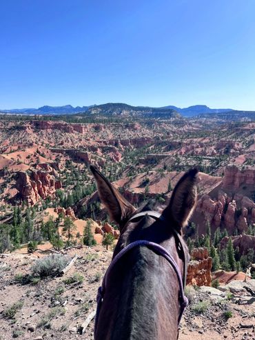 Sitting on a mule on Thunder Mountain during a guided trail ride. Behind the ears shot.
