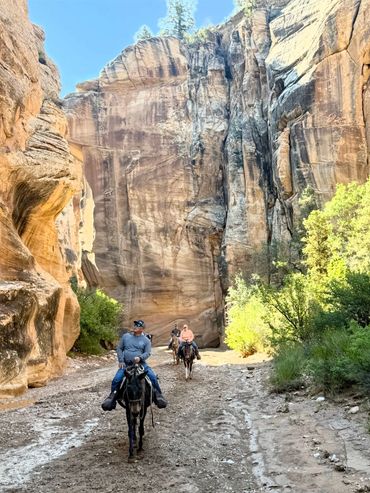 Riding mules through Willis Creek slot canyon / narrows during a guided trail ride.