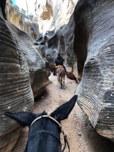 Riding mules through Willis Creek slot canyon / narrows during a guided trail ride. Behind the ears.