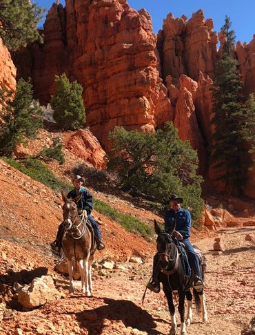 Riding mules from Losee to Casto Canyon during a Bryce Canyon Mule Days guided trail ride.