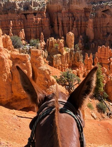 Riding mules from Losee to Casto Canyon during a guided trail ride. Behind the ears shot.