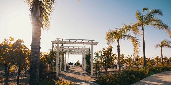 Sunlit vineyard pathway with palm trees and white pergolas during golden hour.