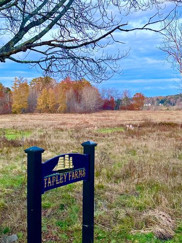 Farmland in meadows at Vacation Rentals at Tapley Farm in Brooksville
