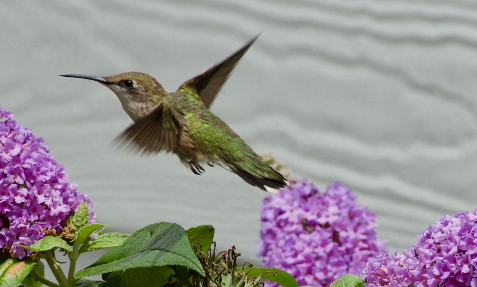 A female Ruby-throated hummingbird flies past a white painted house near lavender butterfly bushes, 