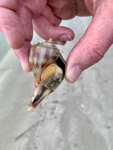 A live whelk perhaps channel whelk