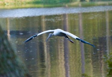 Wood stork in flight over lagoon near Rookery