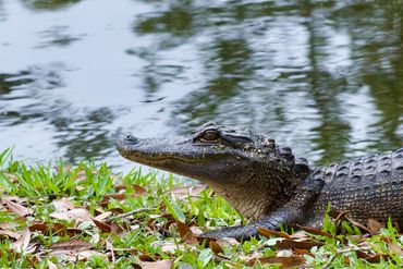 American Alligator on the bank of a lagoon.