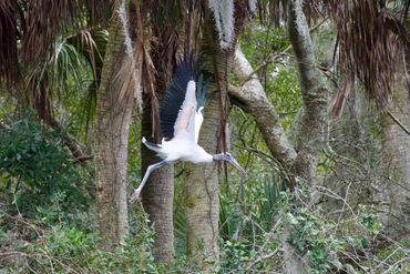 Wood stork in flight to its nest at the rookery