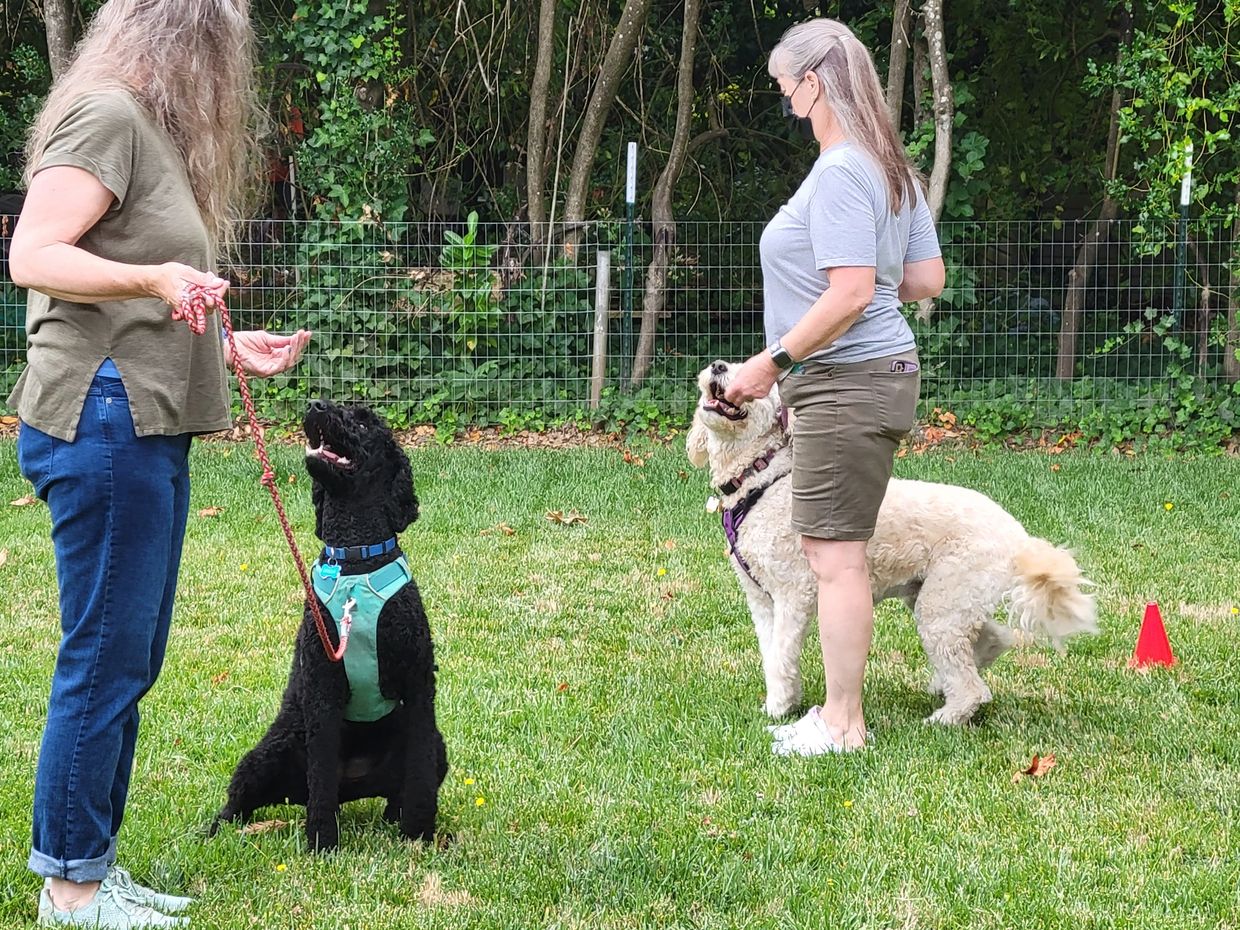 Heel past other Dogs, Canine Good Citizen Testing