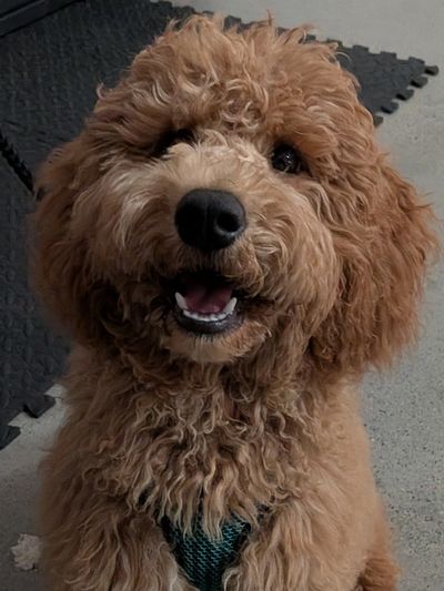 Smiling doodle looks at the camera in the Jenn’s Dogs training studio