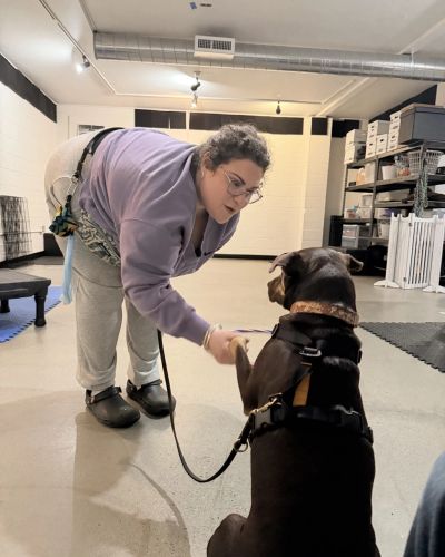 Guardian and brown mixed breed practice shaking paws
