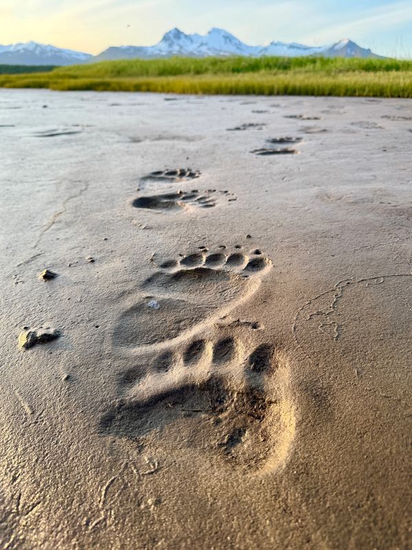 Brown bear prints in the mud Alaska Katmai National Park Hallo Bay