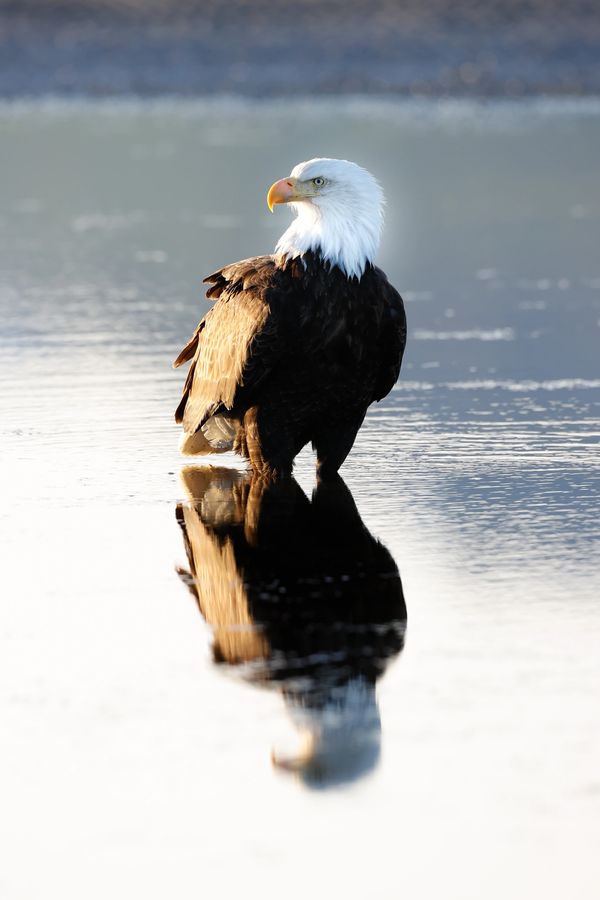 Bird of prey bald eagle Haliaeetus leucocephalus emblem bird of the United States in Katmai National