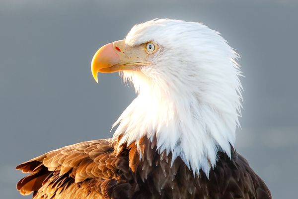 Bald eagle in the late evening light in Katmai National Park, lastfrontierbearviewing.com