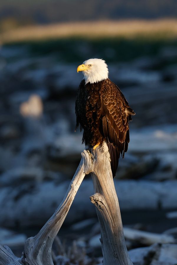 Bald eagle sits on a tree stump in the late afternoon light in Katmai National Park, Alaska