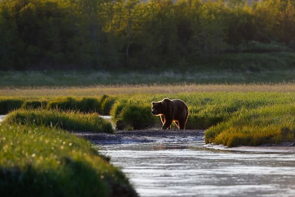 Brown bear Ursus arctos Alaska Katmai National Park Hallo Bay coastal bear canon 500mm lens