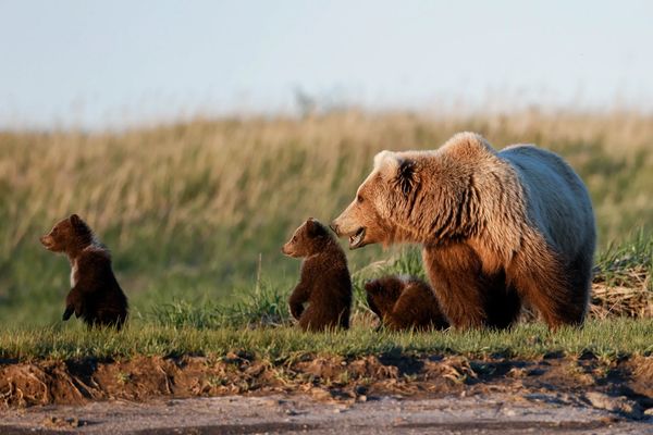 Brown bear sow in Alaska's Katmai National Park with 3 cubs at Hallo Bay eating sedge grass, photogr