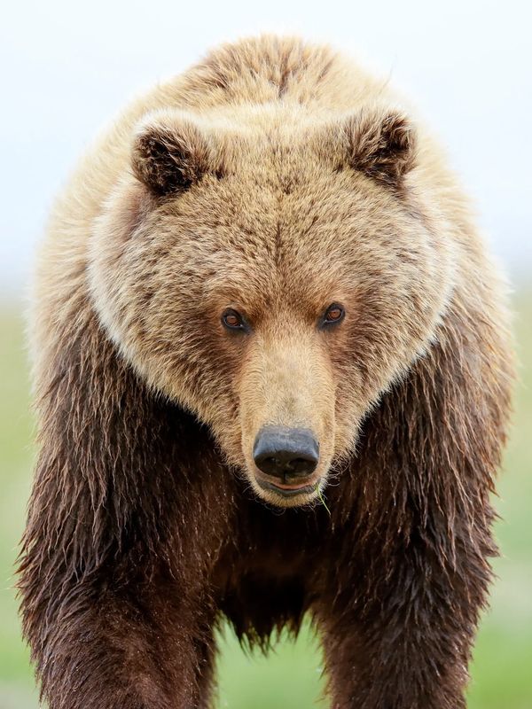Brown bear walks towards photographer in Hallo Bay, Katmai National Park