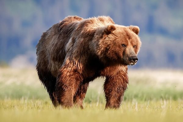 Brown bear boar Katmai National Park Alaska Hallo Bay Canon 500mm lens