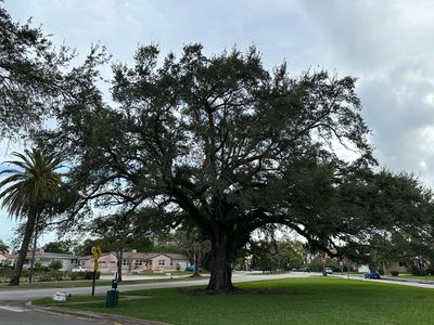 Live Oak in Coral Gables