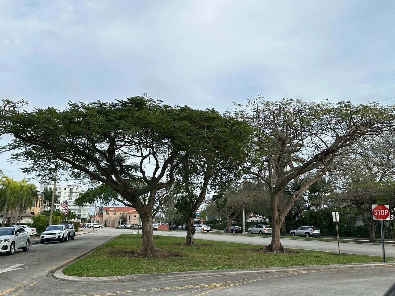 Obtaining a tree permit in Coral Gables