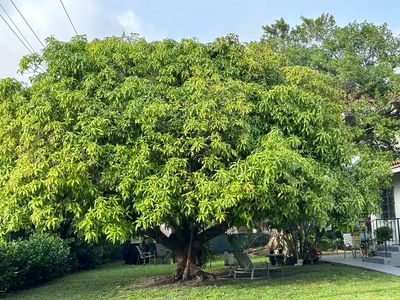 Get an arborists report before applying for your tree permit.