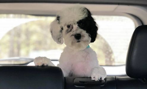 An Australian labradoodle in the backseat of a car