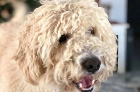 A white Australian labradoodle at home