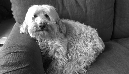 An Australian Labradoodle on a Couch