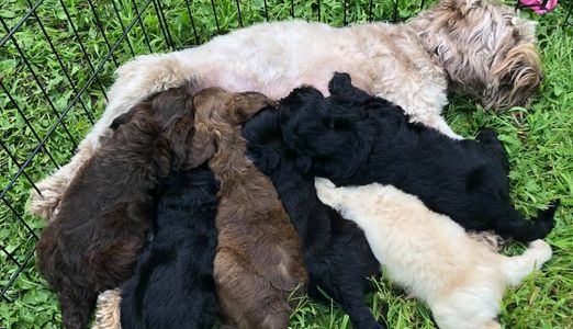 Five puppies breastfeeding from their mother