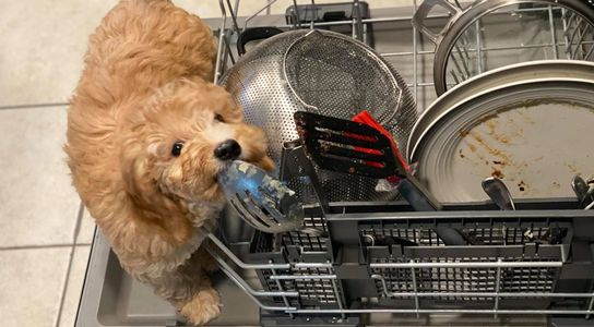 A labradoodle puppy messing around the dishwasher