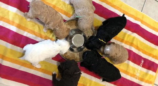 Seven puppies eating together