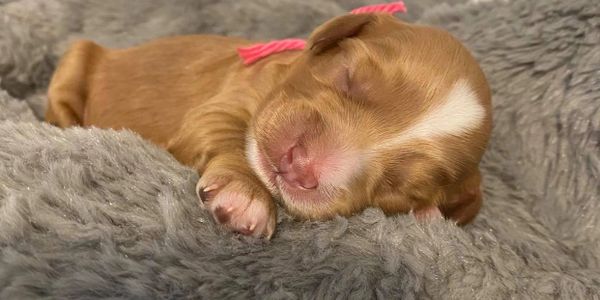 A sleeping Australian labradoodle puppy